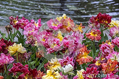 Close up view of colorful Giant Tecolote ranunculus flowers by the lake Stock Photo