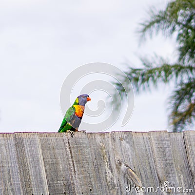 Colorful parakeet bird and pale bright sky Stock Photo