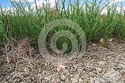 Close up view of common glasswort growth with skies on bg Stock Photo