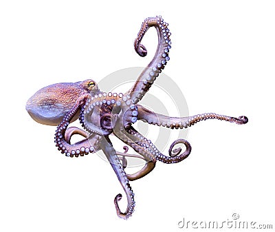 Close-up view of a Common Octopus Octopus vulgaris, isolated Stock Photo