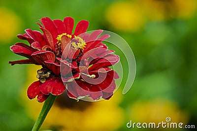 Close up view of common zinnia flower Stock Photo