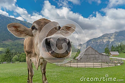 Close up view on cow in meadow in Alps Stock Photo