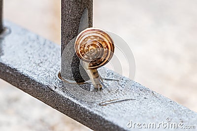 Close up view of a cute garden snail, slowly coming out of its shell. Lovely, brown, fibonacci, spiral, helix pattern. Stock Photo