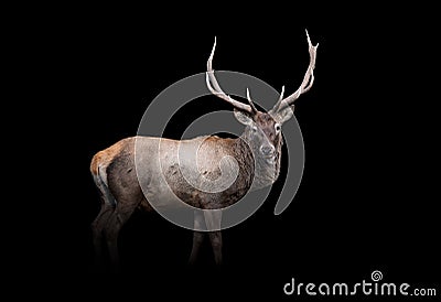 Deer isolated on black background Stock Photo