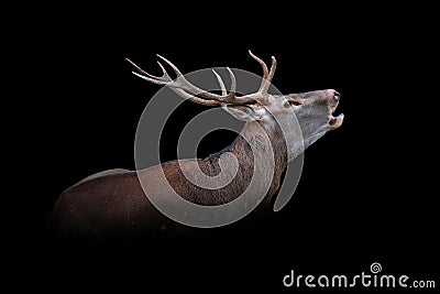 Deer isolated on black background Stock Photo