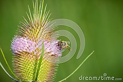 Close up view of Dipsacus fullonum flower with honey bee, shallow depth of field Stock Photo