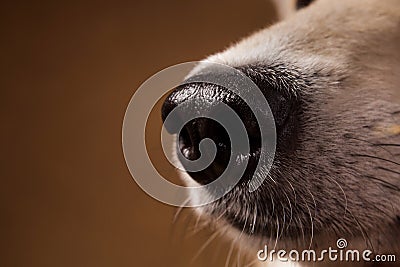 Close-up view at dog`s nose in studio on brown background with copy space Stock Photo