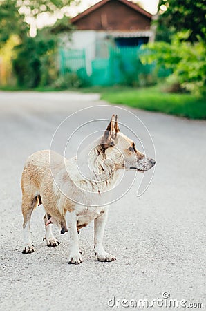 Close up view of a dog Stock Photo