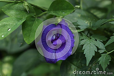 Close up view of a double Butterfly Pea flower bloomed in the vine Stock Photo