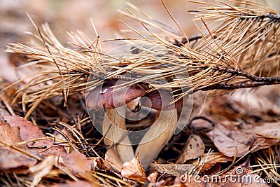 Double mushroom imleria badia commonly known as the bay bolete or boletus badius growing in pine tree forest Stock Photo