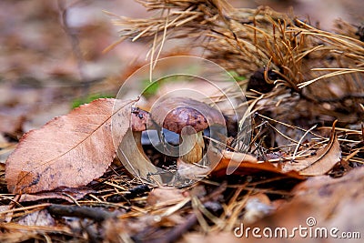 Double mushroom imleria badia commonly known as the bay bolete or boletus badius growing in pine tree forest Stock Photo