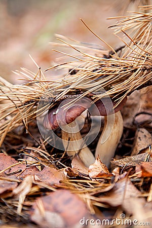 Double mushroom imleria badia commonly known as the bay bolete or boletus badius growing in pine tree forest Stock Photo