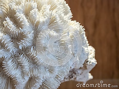 Close-up view of a dried coral skeletal specimen Stock Photo