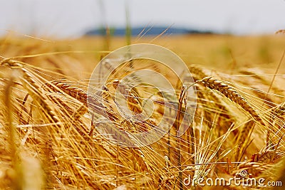 Close up view of the ears of golden wheat field Stock Photo