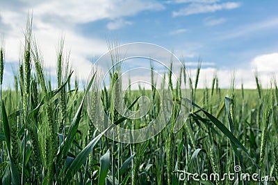 Close-up view of the ears of green wheat Stock Photo
