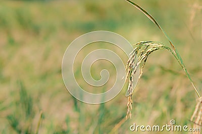 Close-up view of the ears of rice Stock Photo