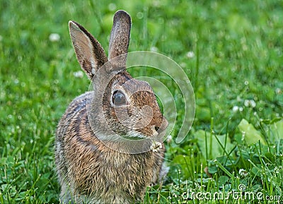 Close Up View Of Eastern Cottontail Rabbit Eating Clover Stock Photo