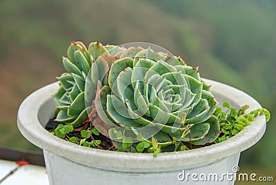 Echevaria succulent plant Stock Photo