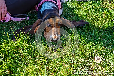 Close up view of the face of a Basset Hound dog lying on the green grass. Stock Photo