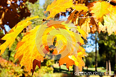 Close up View of Fall Colorful Leaves Stock Photo