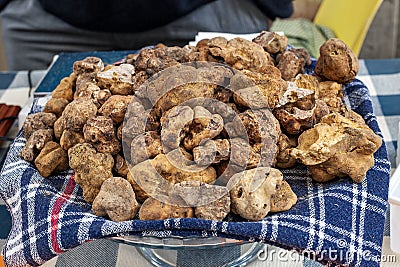 Tubers of famous white truffle. Stock Photo