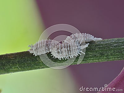 Three female cochineals Dactylopius coccus Stock Photo