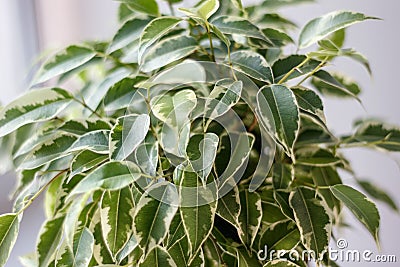 close up view of ficus benjamina kinky leaves. Stock Photo