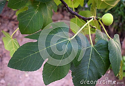 Close-up view of a fig tree with fresh leaves and fruit with a faded background of the garden Stock Photo