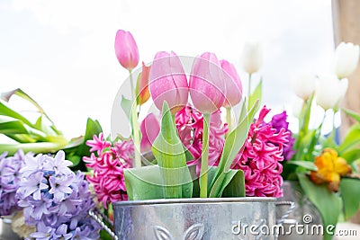 Close up view of a flower arrangement of tulips and other flowers in a vintage tin can, with very bright daylight and a white Stock Photo