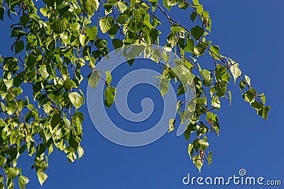 Close up view of flowering yellow catkins on a river birch tree betula nigra in spring, with blue sky background Stock Photo