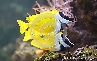 Close-up view of a Foxface rabbitfish Stock Photo