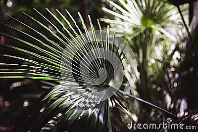 Close-up view of fresh green palm tree leaf Stock Photo
