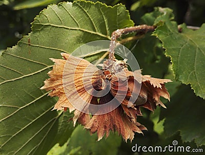 Close-up view of fresh hazelnuts on a branch of hazel Stock Photo