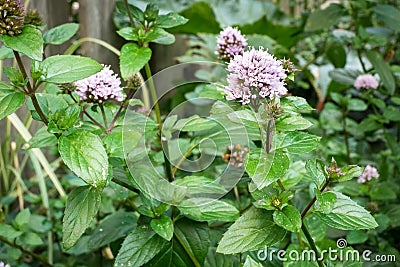 Flowering Peppermint Mentha piperita plant in a garden Stock Photo