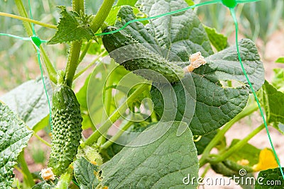 Close up view of fresh young cucumber in garden organics farm. Stock Photo