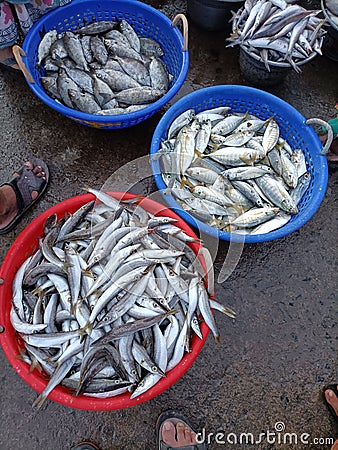 Close up view of the frsh fish in the Nagapattinam, Tamilnadu Stock Photo