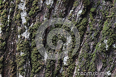 Bark surface of a an Acacia Auriculiformis Tree trunk with the Mosses, lichens Stock Photo
