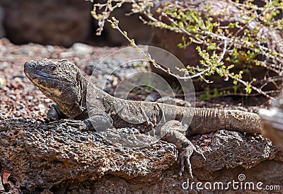 Close-up view of a Giant El Hierro Lizard Stock Photo