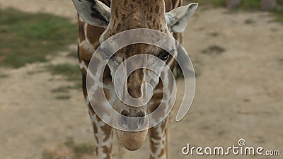 Close up view of a giraffe`s head in front. Scientific name: Giraffa camelopardalis Stock Photo