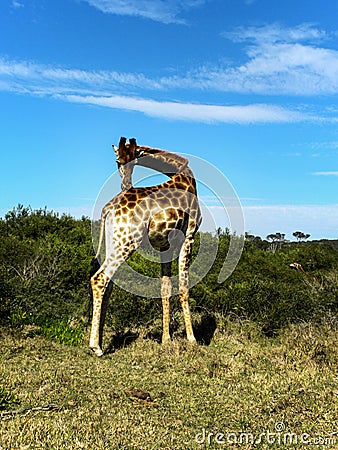 Giraffe stretching its neck Stock Photo