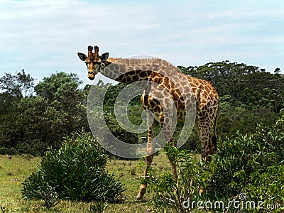 Giraffe stretching Stock Photo