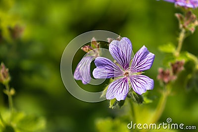 Close up view of glandular crane`s-bill Stock Photo