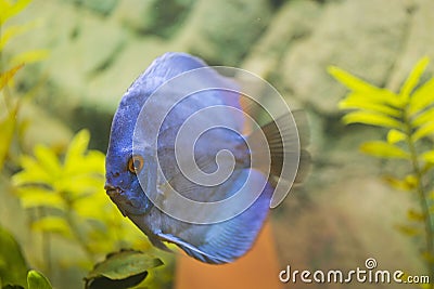 Close up view of gorgeous blue diamond discus aquarium fish. Stock Photo