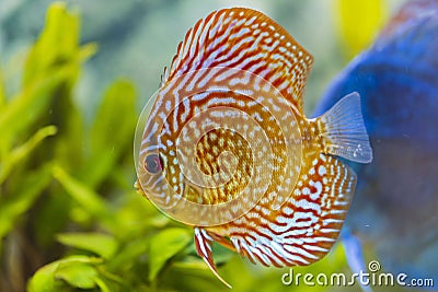 Close up view of gorgeous checkerboard pigeon blood discus aquarium fish. Stock Photo