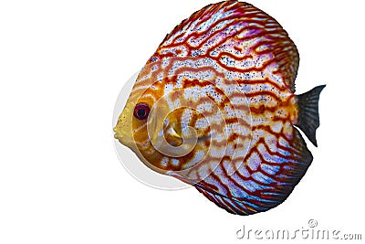Close up view of gorgeous checkerboard red map discus aquarium fish isolated on white background. Stock Photo