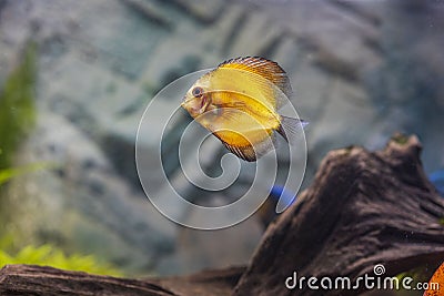 Close up view of gorgeous millenium gold discus aquarium fish. Stock Photo