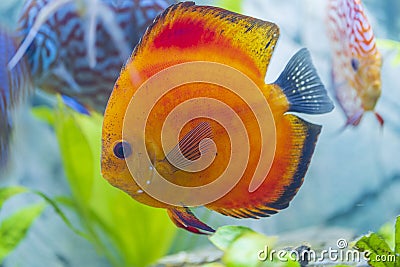 Close up view of gorgeous red melon discus aquarium fish. Stock Photo