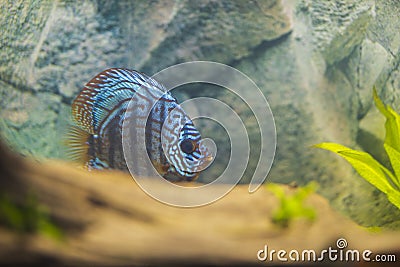 Close up view of gorgeous tiger Turks discus aquarium fish. Stock Photo