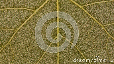 Close up view of grape leaf, rear. Stock Photo