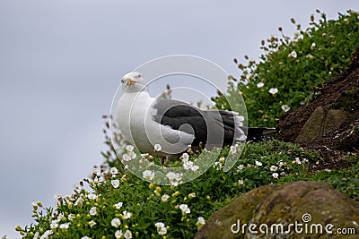 Close up view of Great Black-backed Gull Larus marinus Stock Photo